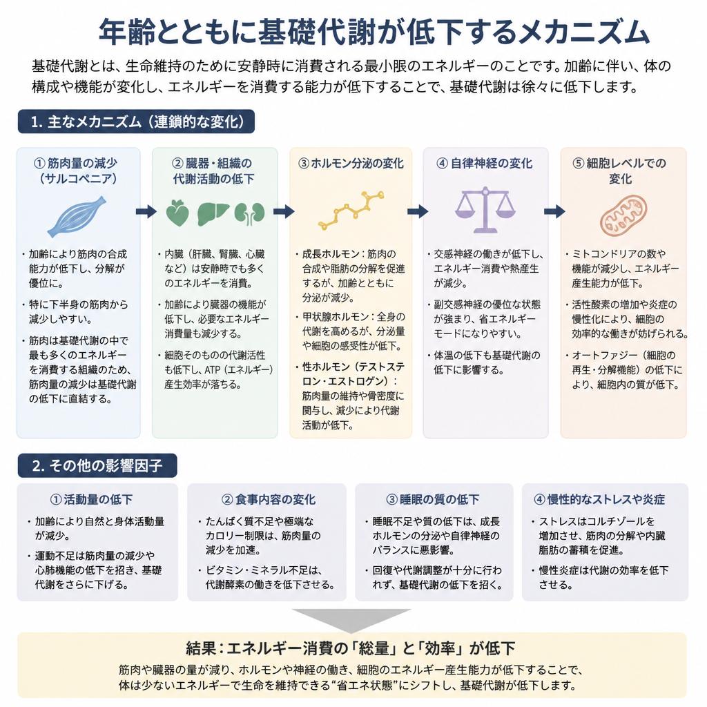 基礎代謝が低下する理由